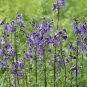 Jacob's Ladder Polemonium caerulum 100 Seeds