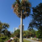 Puerto Rican Hat Palm Sabal causiarum 100 Seeds