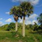 Puerto Rican Hat Palm Sabal causiarum 100 Seeds