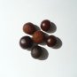 Puerto Rican Hat Palm Sabal causiarum 100 Seeds
