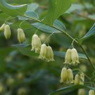 Soloman’s Seal 30 Seeds Polygonatum biflorum Soloman’s Seal 30 Seeds Polygonatum biflorum