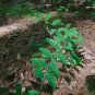 Soloman&acirc;��s Seal  30 Seeds  Polygonatum biflorum
