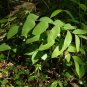 Soloman&acirc;��s Seal  30 Seeds  Polygonatum biflorum