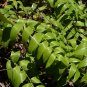 Soloman&acirc;��s Seal  30 Seeds  Polygonatum biflorum