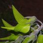 Green Birdflower 5 Seeds Crotalaria cunninghamii