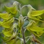 Green Birdflower 5 Seeds Crotalaria cunninghamii