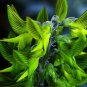 Green Birdflower 5 Seeds Crotalaria cunninghamii