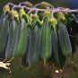 Green Birdflower 5 Seeds Crotalaria cunninghamii