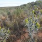 Green Birdflower 5 Seeds Crotalaria cunninghamii