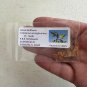 Green Birdflower 5 Seeds Crotalaria cunninghamii