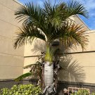 Spindle Palm Hyophorbe verschaffeltii 20 Seeds Spindle Palm Hyophorbe verschaffeltii 20 Seeds