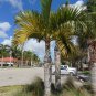 Spindle Palm Hyophorbe verschaffeltii 20 Seeds