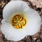 Sego Lily Calochortus nuttallii 10 Seeds Sego Lily Calochortus nuttallii 10 Seeds