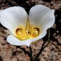 Sego Lily Calochortus nuttallii 10 Seeds