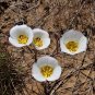 Sego Lily Calochortus nuttallii 10 Seeds