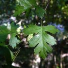 Parsley Hawthorn Crataegus marshallii 100 Seeds Parsley Hawthorn Crataegus marshallii 100 Seeds