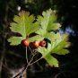 Parsley Hawthorn Crataegus marshallii 100 Seeds