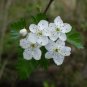 Parsley Hawthorn Crataegus marshallii 100 Seeds