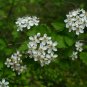 Parsley Hawthorn Crataegus marshallii 100 Seeds