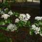 Parsley Hawthorn Crataegus marshallii 100 Seeds