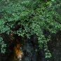 Parsley Hawthorn Crataegus marshallii 100 Seeds