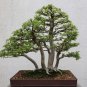 Parsley Hawthorn Crataegus marshallii 100 Seeds