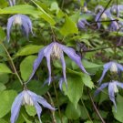 Purple Clematis 10 Seeds Clematis occidentalis Native Wildflower Purple Clematis 10 Seeds Clematis occidentalis Native Wildflower