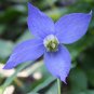 Purple Clematis 10 Seeds Clematis occidentalis Native Wildflower