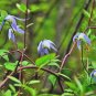 Purple Clematis 10 Seeds Clematis occidentalis Native Wildflower