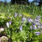 Purple Clematis 10 Seeds Clematis occidentalis Native Wildflower