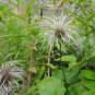 Purple Clematis 10 Seeds Clematis occidentalis Native Wildflower
