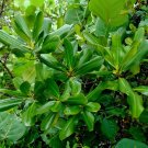 Myrsine Rapanea guianensis 20 Seeds
