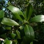 Myrsine Rapanea guianensis 20 Seeds