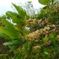 Myrsine Rapanea guianensis 20 Seeds