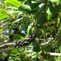 Myrsine Rapanea guianensis 20 Seeds
