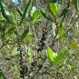 Myrsine Rapanea guianensis 20 Seeds