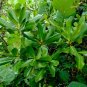 Myrsine Rapanea guianensis 20 Seeds