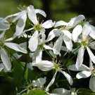 Downy Serviceberry Amelanchier arborea 20 Seeds
