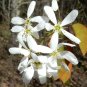Downy Serviceberry Amelanchier arborea 20 Seeds