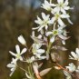Downy Serviceberry Amelanchier arborea 20 Seeds