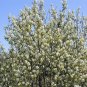 Downy Serviceberry Amelanchier arborea 20 Seeds