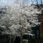 Downy Serviceberry Amelanchier arborea 20 Seeds