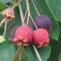 Downy Serviceberry Amelanchier arborea 20 Seeds