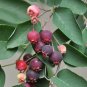 Downy Serviceberry Amelanchier arborea 20 Seeds