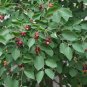 Downy Serviceberry Amelanchier arborea 20 Seeds