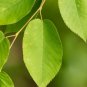 Downy Serviceberry Amelanchier arborea 20 Seeds