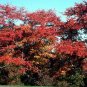 Downy Serviceberry Amelanchier arborea 20 Seeds
