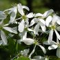 Downy Serviceberry Amelanchier arborea 20 Seeds