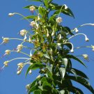 Tube Flower Clerodendrum indicum 20 Seeds