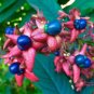 Tube Flower Clerodendrum indicum 20 Seeds